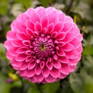 Meet your Posher, Joanna